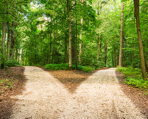 Two paths in a forest.