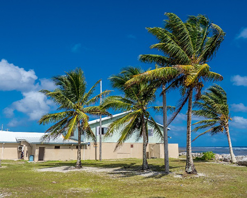 Palm trees blowing in the wind