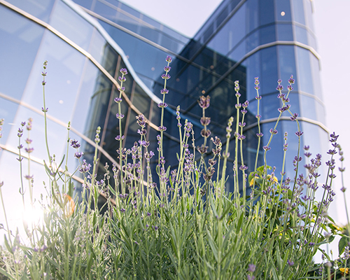 Flowers in front of NAD building