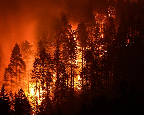 Photo of a forest ravaged by wildfires. 