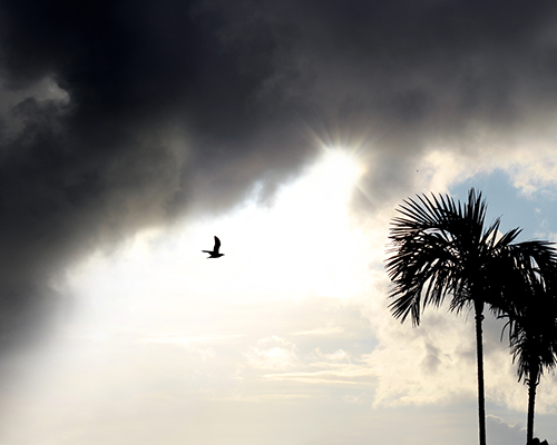 stock photo of storm clouds, palm trees, and a bird, with sun poking out of clouds