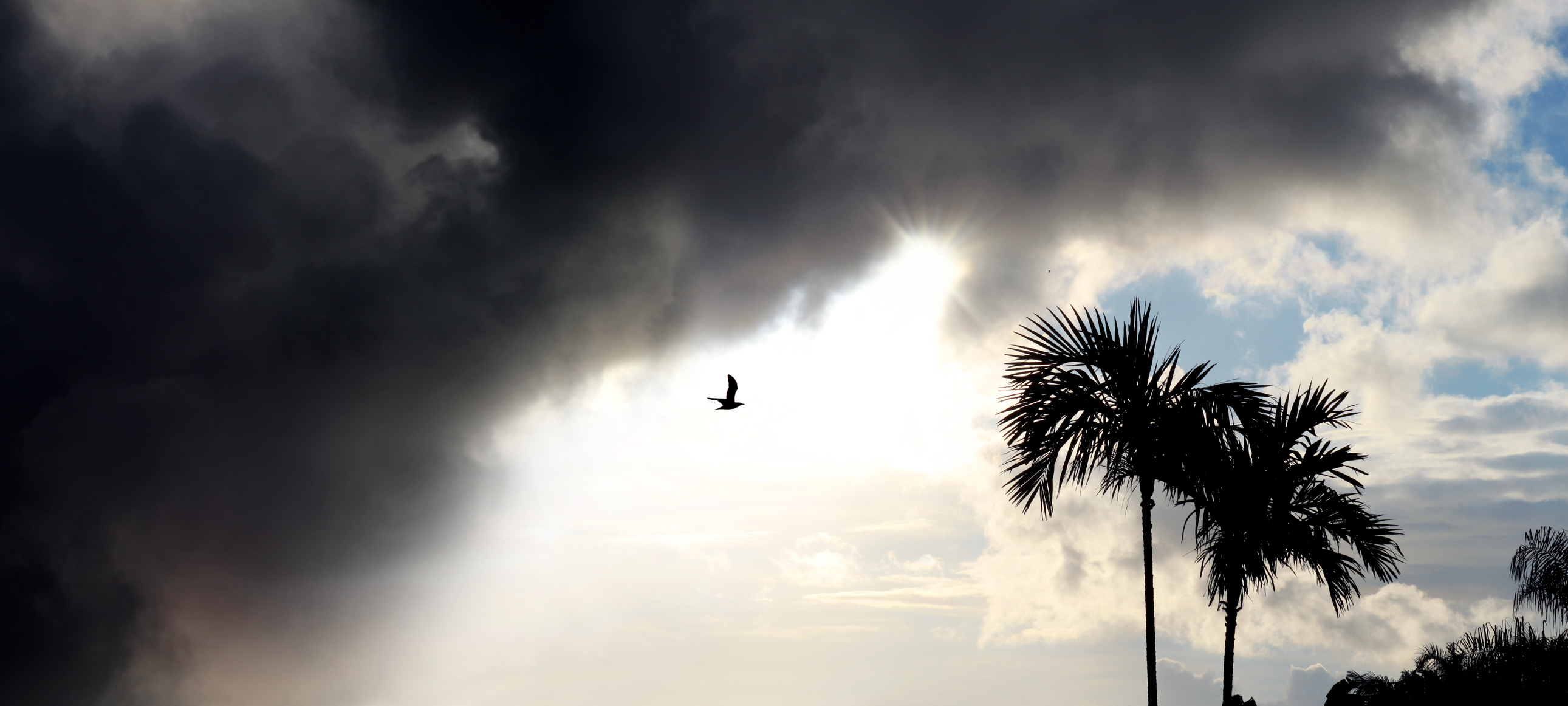 Stock photo of palm trees with clearing, stormy sky
