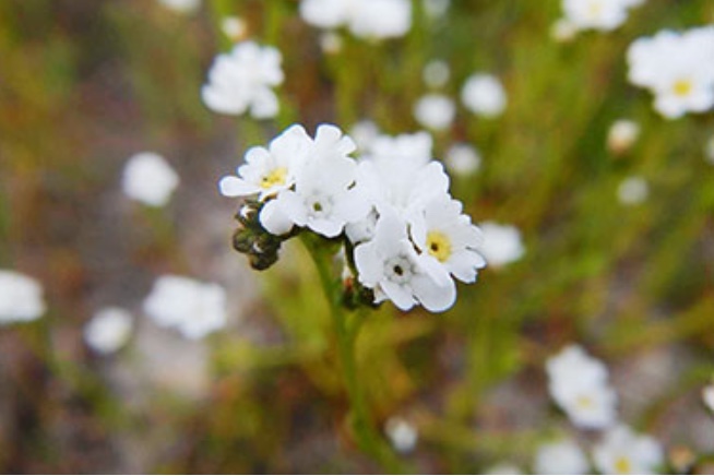 Calistoga Popcorn Flower