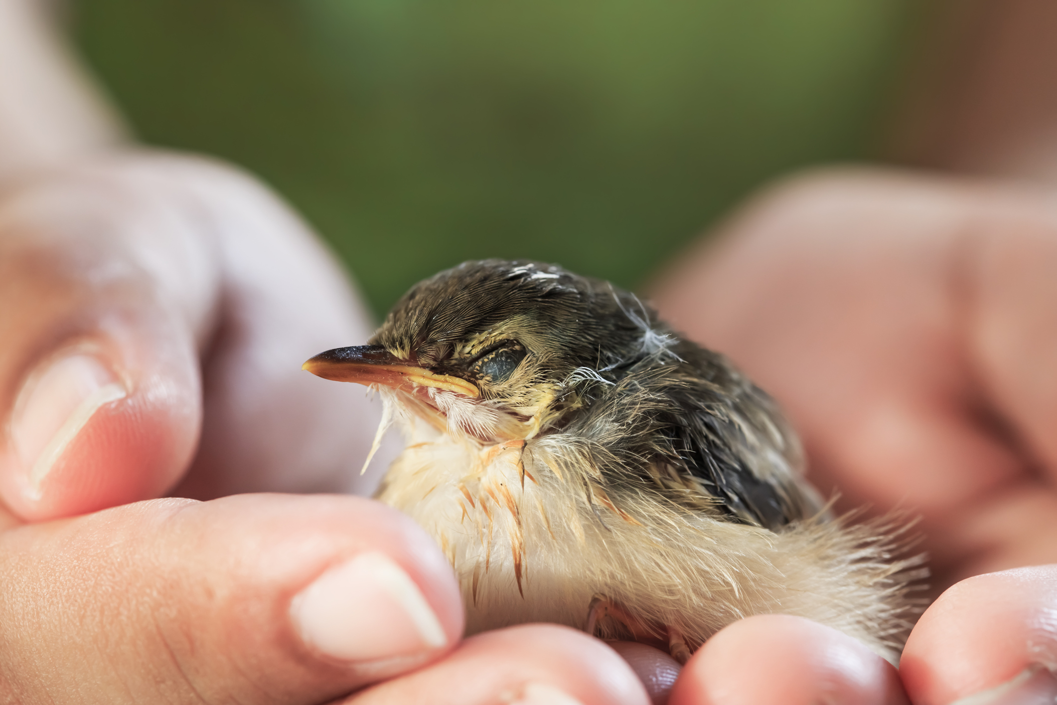 Sparrow that fell out a nest, human holding it