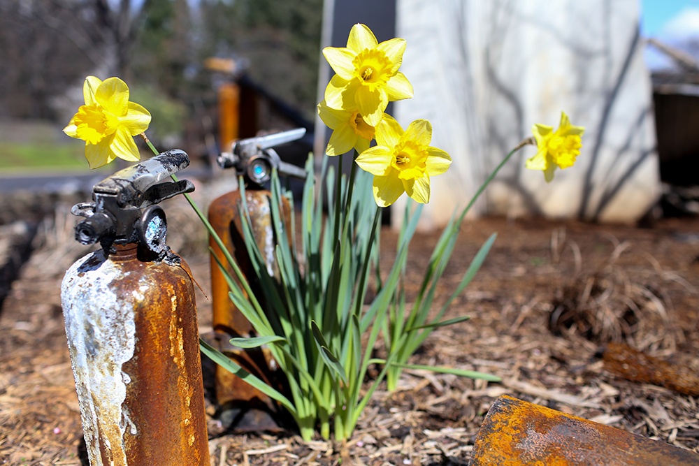 daffodils among ruin